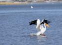 Pelican Landing